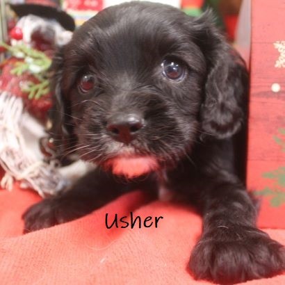 puppy, for, sale, Cockilier, Joe & Cherri  Overlease, dog, breeder, Miller, MO, dog-breeder, puppy-for-sale, forsale, nearby, find, puppyfind, locator, puppylocator, aca